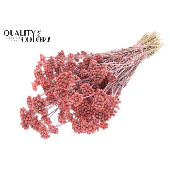 Dried Lona | Colour: Frosted Pink | Lonas Annua Dried Flowers | Length ± 50 centimetres | Per bunch