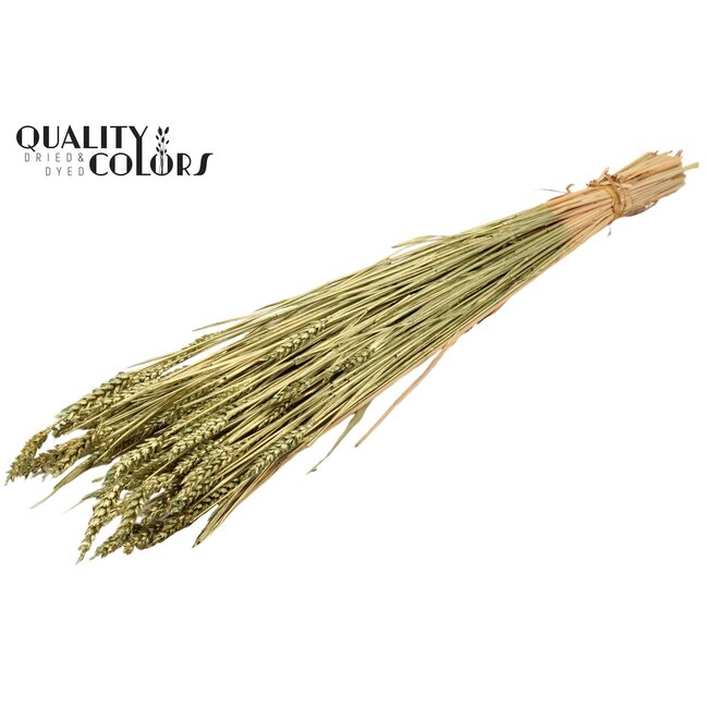 Sun-Bleached Wheat | Colour: Antique Green | Triticum Dried Flowers | Length ± 60 centimetres | Weight 220 grams | Per bunch