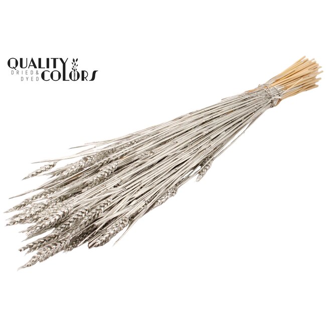 Sun-Bleached Wheat | Colour: Platinum | Triticum Dried Flowers | Length ± 60 centimetres | Weight 220 grams | Per bunch