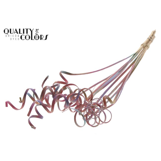 Palm Spiraal op steel | Kleur: Verloop Roze | Cane Spring Bijsteker | Lengte bijsteker ± 50 centimeter | Per 10 bijstekers