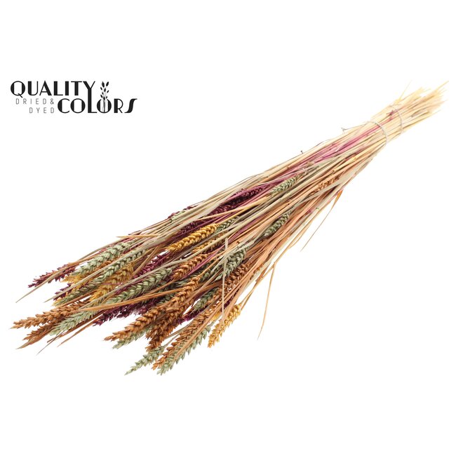 Sun-Bleached Wheat | Pumpkin Spice | Colour: Mixed Colours | Triticum Dried Flowers | Length ± 60 centimetres | Weight 220 grams | Per bunch