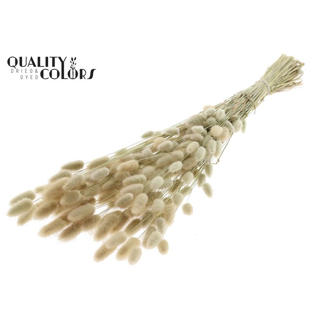 Dried Hare's Tail Grass Premium | Colour: Natural | Lagurus Ovatus dried flowers | Length ± 70 centimetres | Weight 100 grams | Per bunch