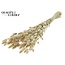 Dried Hare's Tail Grass Premium | Colour: Natural | Lagurus Ovatus dried flowers | Length ± 70 centimetres | Weight 100 grams | Per bunch