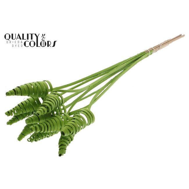 Palm Spiraal op steel | Kleur: Lichtgroen | Cane Cone Bijsteker | Lengte bijsteker ± 50 centimeter | Per 10 bijstekers