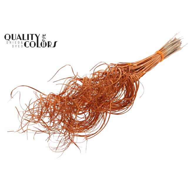 Dried Palm Leaf Rib | Curly Ting Ting | Colour: Orange | Dried Decoration | Length ± 70 centimetres | 3 ribs per stem | Per 33 stems