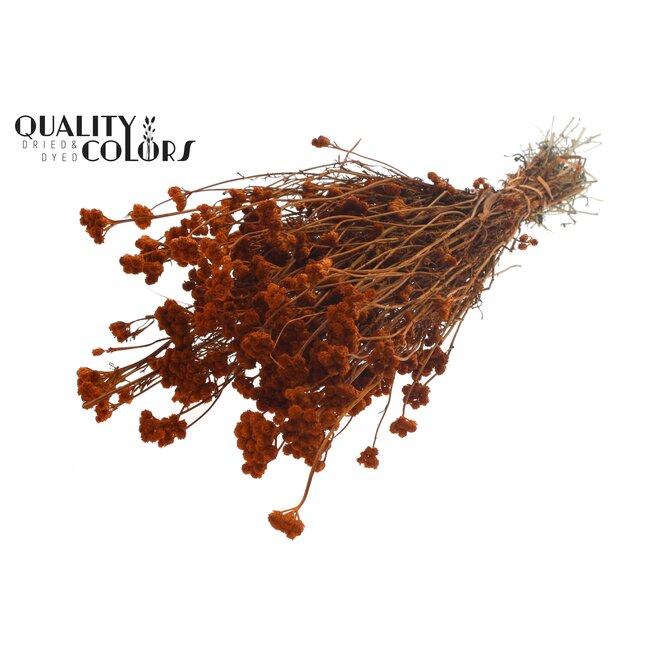 Dried Lona | Colour: Terracotta | Lonas Annua Dried Flowers | Length ± 50 centimetres | Per bunch