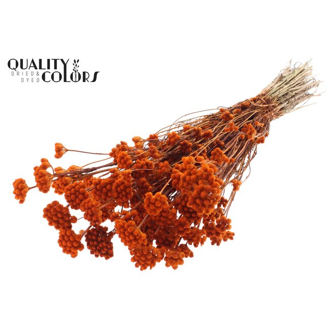 Dried Lona | Colour: Orange | Lonas Annua Dried Flowers | Length ± 50 centimetres | Per bunch