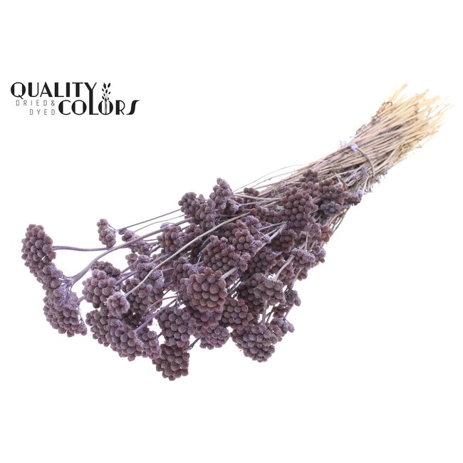 Dried Lona | Colour: Frosted Milkapurple | Lonas Annua Dried Flowers | Length ± 50 centimetres | Per bunch