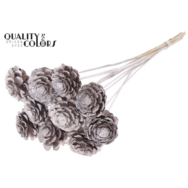 Gesneden Dennenappel op stok | Kleur: Champagnekleurig | Diameter dennenappel 5 - 7 centimeter | Lengte ± 50 centimeter | Per 10 bijstekers