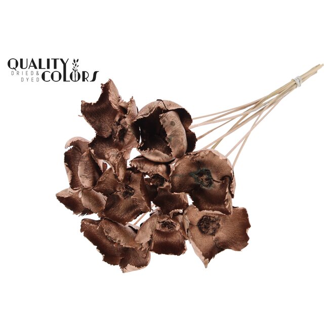 Dried Palm Cup on stem | Colour: Copper | Length ± 50 centimetres | Per 10 stems