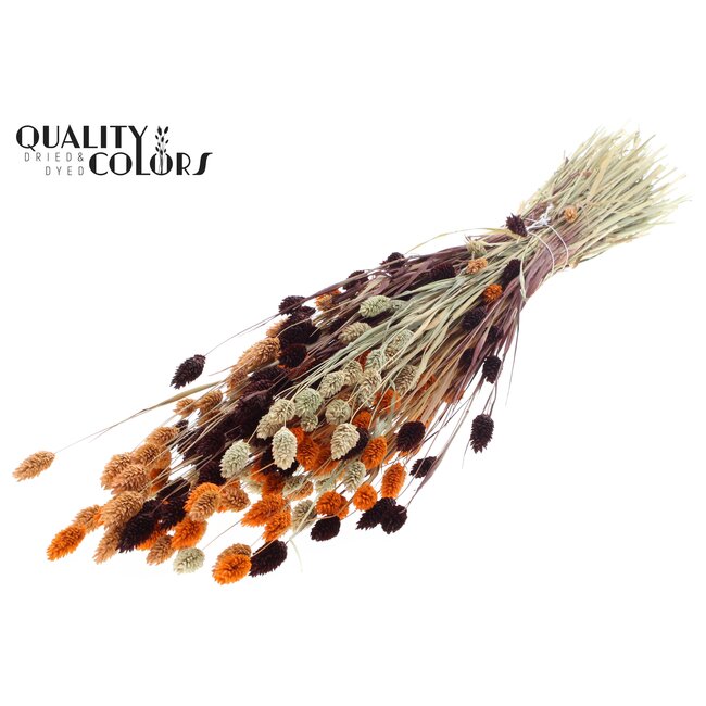 Dried Phalaris | Colourful 3 | Colour: Mixed Colours | Canary Grass Dried Flowers | Length ± 60 centimetres | Weight 220 grams | Per bunch