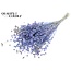 Dried Flax | Colour: Multicoloured Light Blue | Linum Dried Flowers | Length ± 50 centimetres | Weight 150 grams | Per bunch