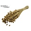 Dried Phalaris | Colour: Golden | Canary Grass Dried Flowers | Length ± 60 centimetres | Weight 220 grams | Per bunch