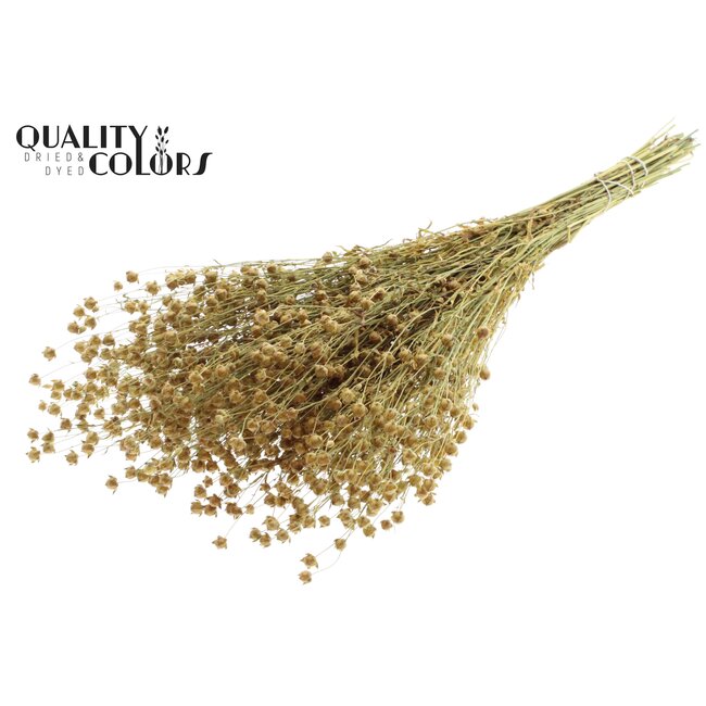 Dried Flax | Colour: Natural Brown | Linum Dried Flowers | Length ± 50 centimetres | Weight 150 grams | Per bunch