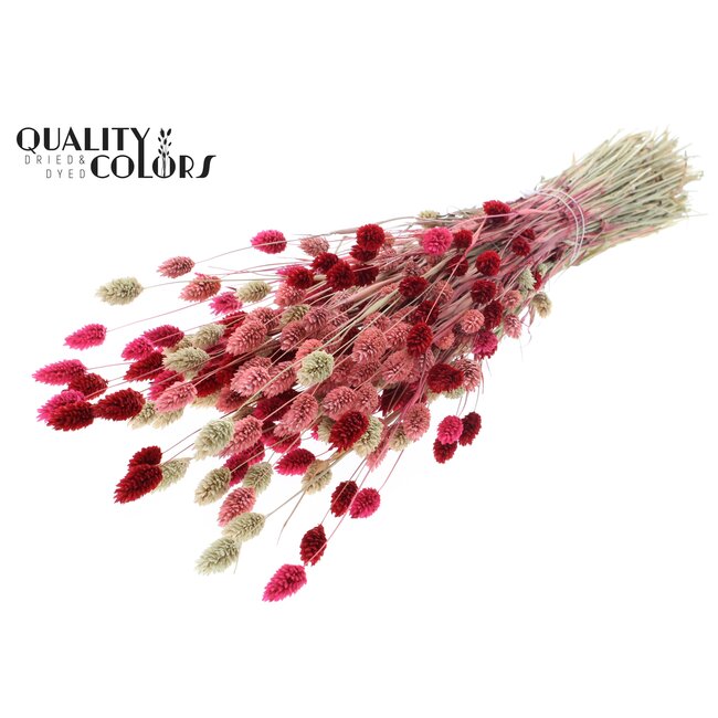 Dried Phalaris | Lady Mix | Colour: Mixed Colours | Canary Grass Dried Flowers | Length ± 60 centimetres | Weight 220 grams | Per bunch