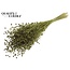 Dried Flax | Colour: Mint Green | Linum Dried Flowers | Length ± 50 centimetres | Weight 150 grams | Per bunch