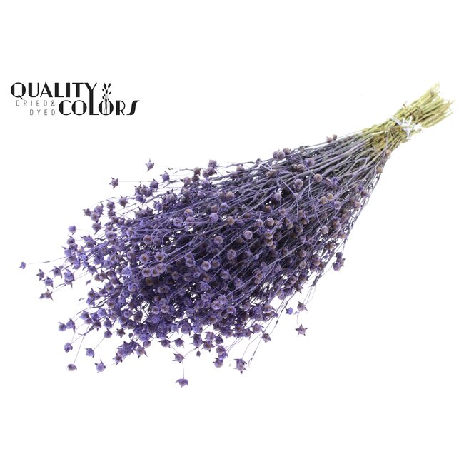 Gedroogd Vlas | Kleur: Milkapaars | Linum Droogbloemen | Lengte ± 50 centimeter | Gewicht 150 gram | Per bos