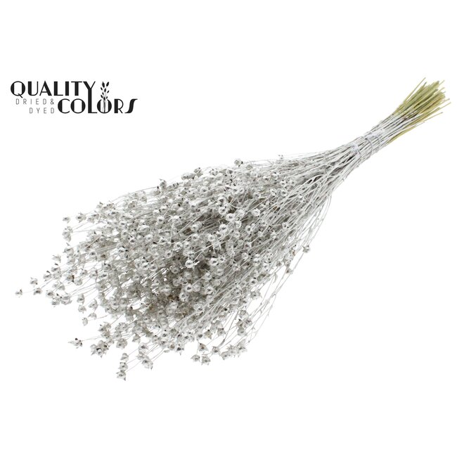 Gedroogd Vlas | Kleur: Platinakleurig | Linum Droogbloemen | Lengte ± 50 centimeter | Gewicht 150 gram | Per bos