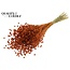 Gedroogd Vlas | Kleur: Oranje | Linum Droogbloemen | Lengte ± 50 centimeter | Gewicht 150 gram | Per bos