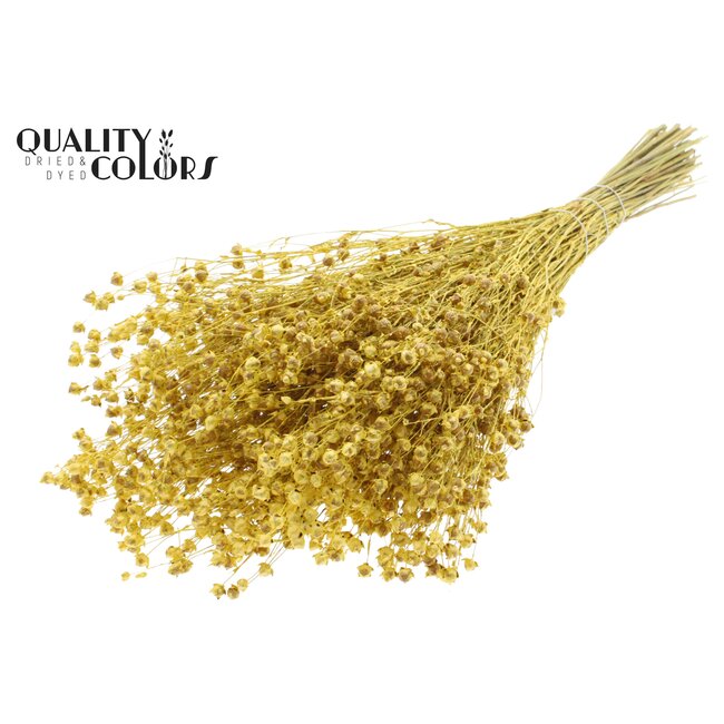Dried Flax | Colour: Metallic Yellow | Linum Dried Flowers | Length ± 50 centimetres | Weight 150 grams | Per bunch