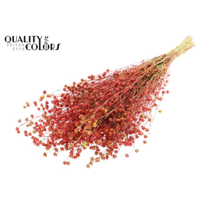 Dried Flax | Colour: Multicoloured Red | Linum Dried Flowers | Length ± 50 centimetres | Weight 150 grams | Per bunch