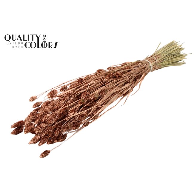 Dried Phalaris | Colour: Copper-coloured | Canary Grass Dried Flowers | Length ± 60 centimetres | Weight 220 grams | Per bunch