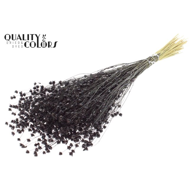 Dried Flax | Colour: Black | Linum Dried Flowers | Length ± 50 centimetres | Weight 150 grams | Per bunch