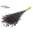 Dried Flax | Colour: Black | Linum Dried Flowers | Length ± 50 centimetres | Weight 150 grams | Per bunch
