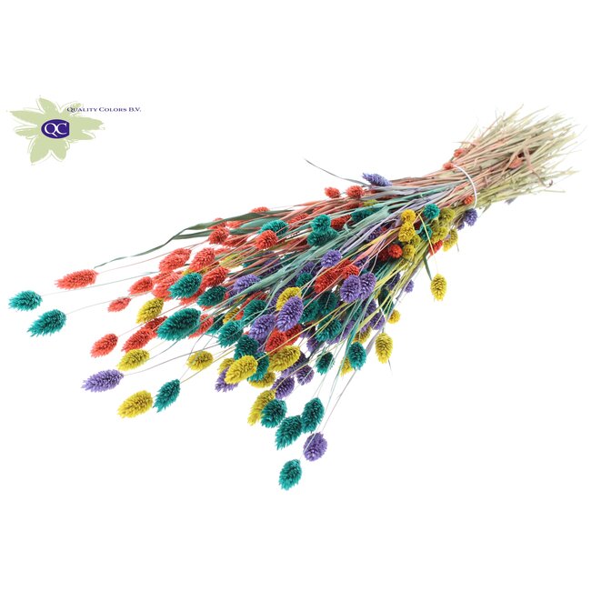 Gedroogde Phalaris | Kleurrijk 5 | Kleur: Gemengde Kleuren | Kanariegras Droogbloemen | Lengte ± 60 centimeter | Gewicht 220 gram | Per bos