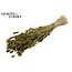 Dried Phalaris | Colour: Olive Green | Canary Grass Dried Flowers | Length ± 60 centimetres | Weight 220 grams | Per bunch