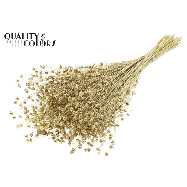 Dried Flax | Colour: Gold | Linum Dried Flowers | Length ± 50 centimetres | Weight 150 grams | Per bunch