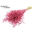Dried Flax | Colour: Cherry-Coloured | Linum Dried Flowers | Length ± 50 centimetres | Weight 150 grams | Per bunch