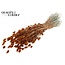 Dried Phalaris | Colour: Terracotta | Canary Grass Dried Flowers | Length ± 60 centimetres | Weight 220 grams | Per bunch