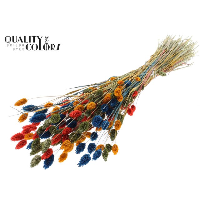 Dried Phalaris | Colourful 6 | Colour: Mixed Colours | Canary Grass Dried Flowers | Length ± 60 centimetres | Weight 220 grams | Per bunch