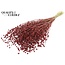 Dried Flax | Colour: Terracotta | Linum Dried Flowers | Length ± 50 centimetres | Weight 150 grams | Per bunch