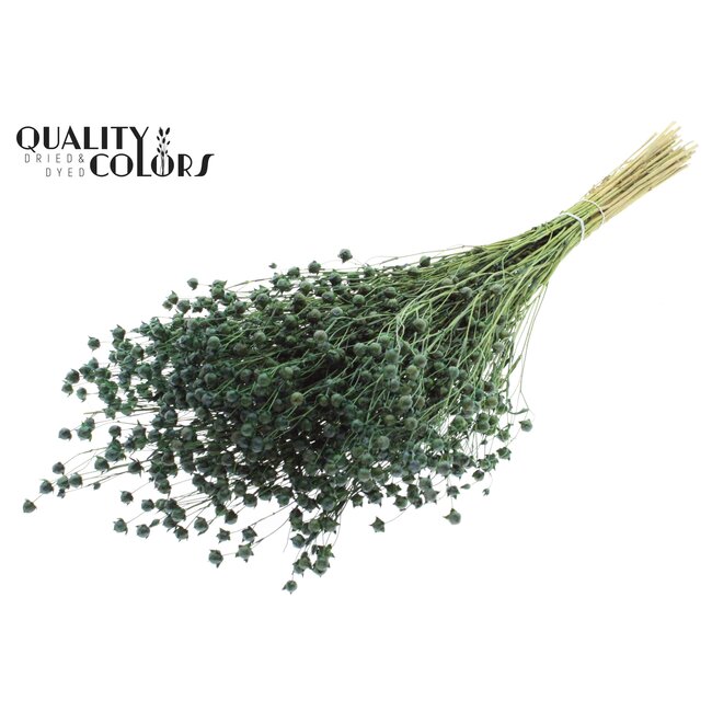 Gedroogd Vlas | Kleur: Lichtgroen | Linum Droogbloemen | Lengte ± 50 centimeter | Gewicht 150 gram | Per bos