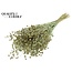 Dried Flax | Colour: Pearl Mint Green | Linum Dried Flowers | Length ± 50 centimetres | Weight 150 grams | Per bunch