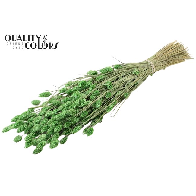 Dried Phalaris | Colour: Frosted Mint Green | Canary Grass Dried Flowers | Length ± 60 centimetres | Weight 220 grams | Per bunch