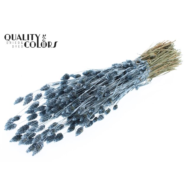 Gedroogde Phalaris | Kleur: Metallic Blauw | Kanariegras Droogbloemen | Lengte ± 60 centimeter | Gewicht 220 gram | Per bos