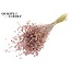 Dried Flax | Colour: Frosted Pink | Linum Dried Flowers | Length ± 50 centimetres | Weight 150 grams | Per bunch