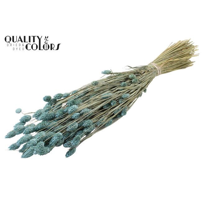 Gedroogde Phalaris | Kleur: Frosted Lichtblauw | Kanariegras Droogbloemen | Lengte ± 60 centimeter | Gewicht 220 gram | Per bos