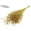 Dried Flax | Colour: Yellow | Linum Dried Flowers | Length ± 50 centimetres | Weight 150 grams | Per bunch