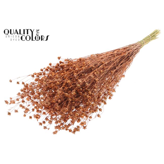 Dried Flax | Colour: Copper with Glitter | Linum Dried Flowers | Length ± 50 centimetres | Weight 150 grams | Per bunch