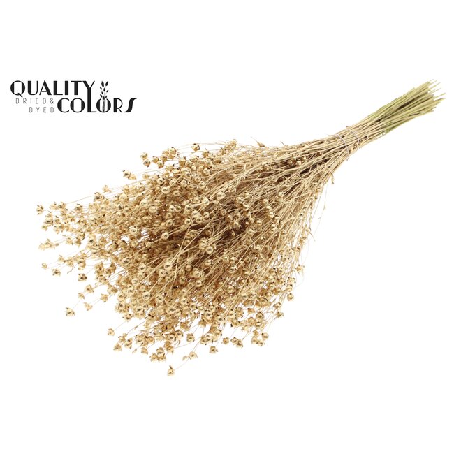 Dried Flax | Colour: Antique Gold | Linum Dried Flowers | Length ± 50 centimetres | Weight 150 grams | Per bunch
