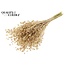 Dried Flax | Colour: Antique Gold | Linum Dried Flowers | Length ± 50 centimetres | Weight 150 grams | Per bunch