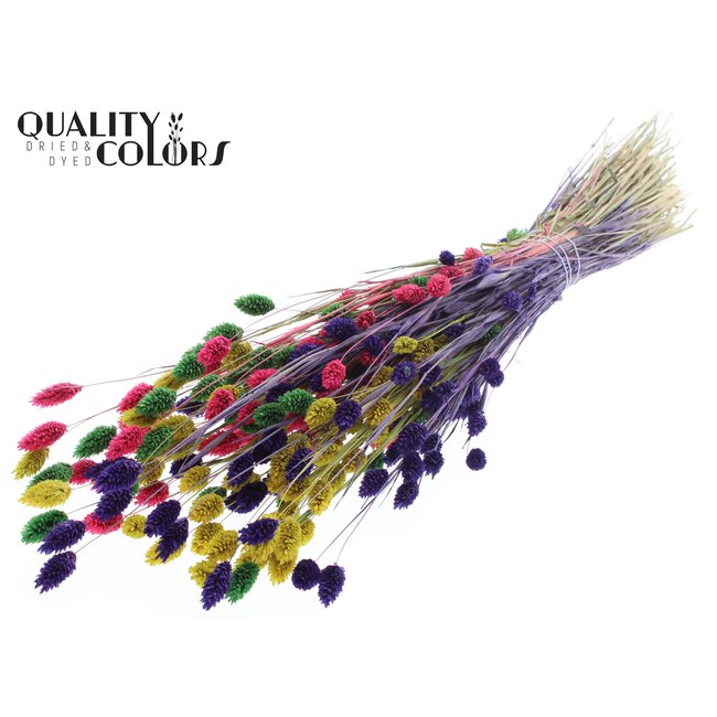 Dried Phalaris | Colourful 2 | Colour: Mixed Colours | Canary Grass Dried Flowers | Length ± 60 centimetres | Weight 220 grams | Per bunch