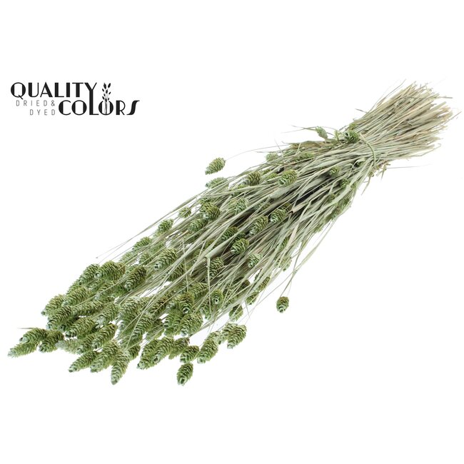 Dried Phalaris | Colour: Pearl Mint Green | Canary Grass Dried Flowers | Length ± 60 centimetres | Weight 220 grams | Per bunch