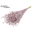 Dried Flax | Colour: Champagne with Glitter | Linum Dried Flowers | Length ± 50 centimetres | Weight 150 grams | Per bunch