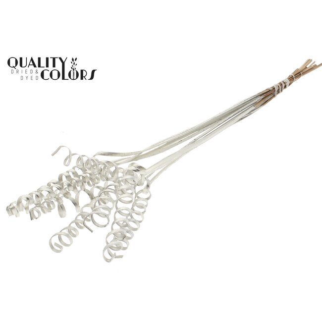 Palm Spiraal op steel | Kleur: Platinakleurig | Cane Spring Bijsteker | Lengte bijsteker ± 50 centimeter | Per 10 bijstekers