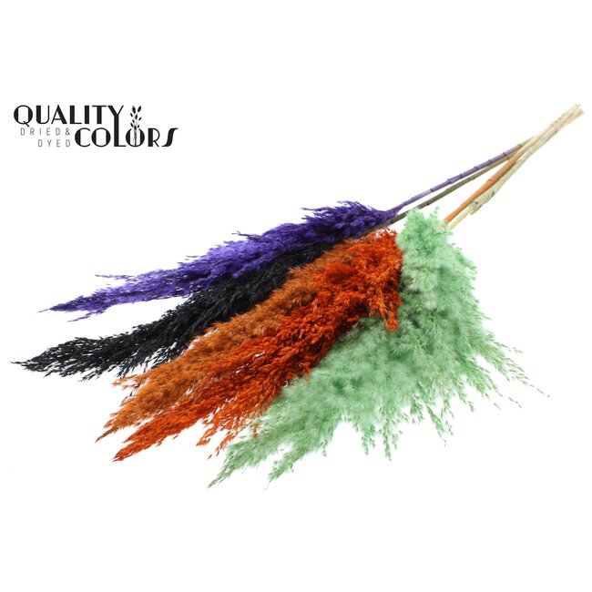 Dried Pampas Plumes | Halloween Mix | Colour: Mixed Colours | Pampas Dried Flowers | Length ± 100 centimetres | 5 plumes per bunch | Per bunch